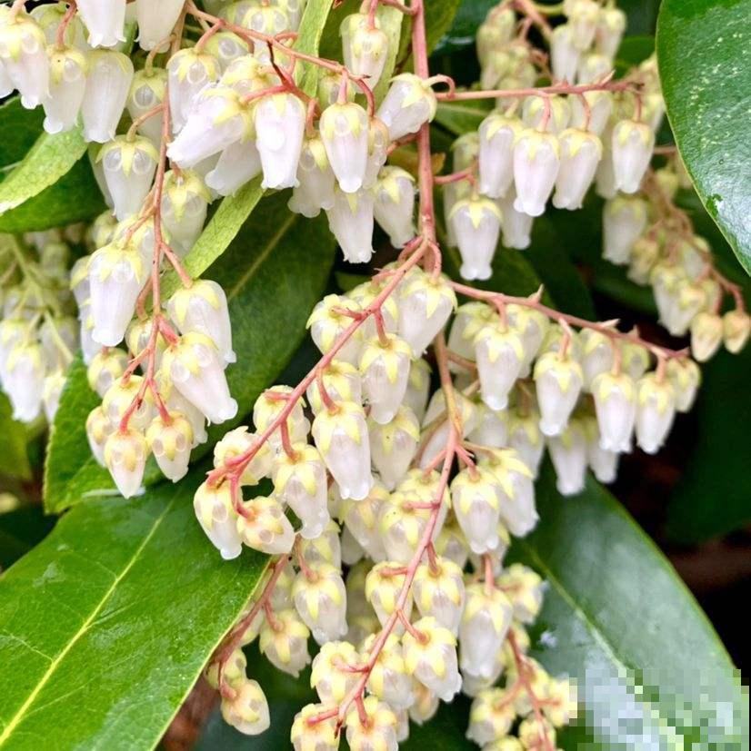 一种花名叫“马醉木”,开花是一串“银珍珠”,颜值特高 一种花名叫“马醉木”,开花是一串“银珍珠”,颜值特高