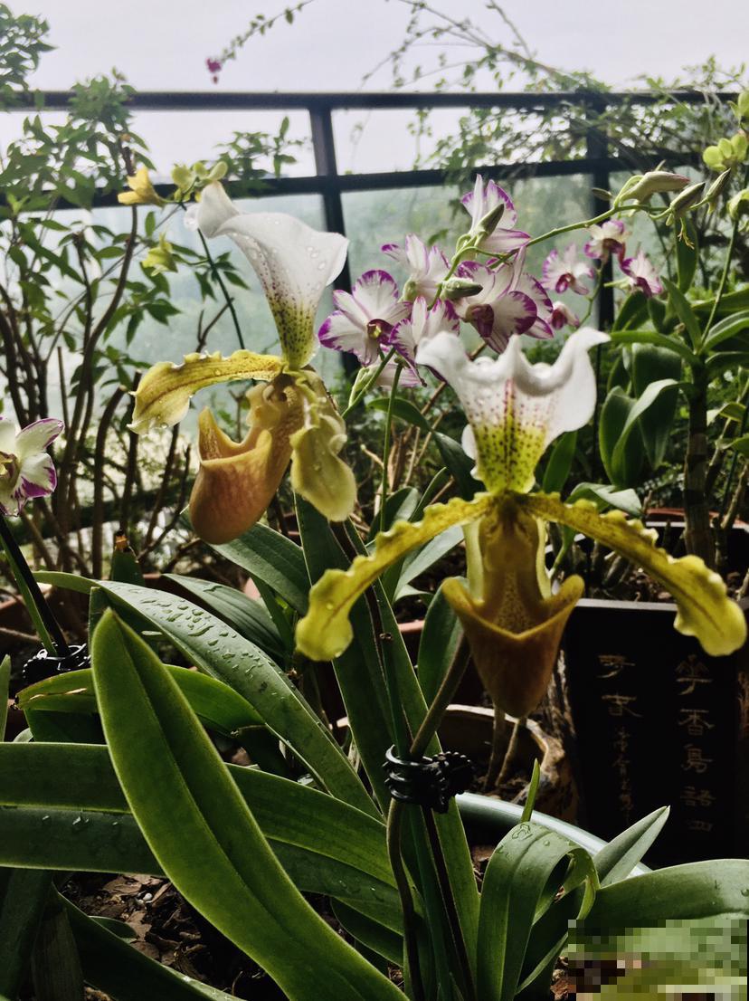 1种兰花开花特美艳，像个小拖鞋，还是贵货