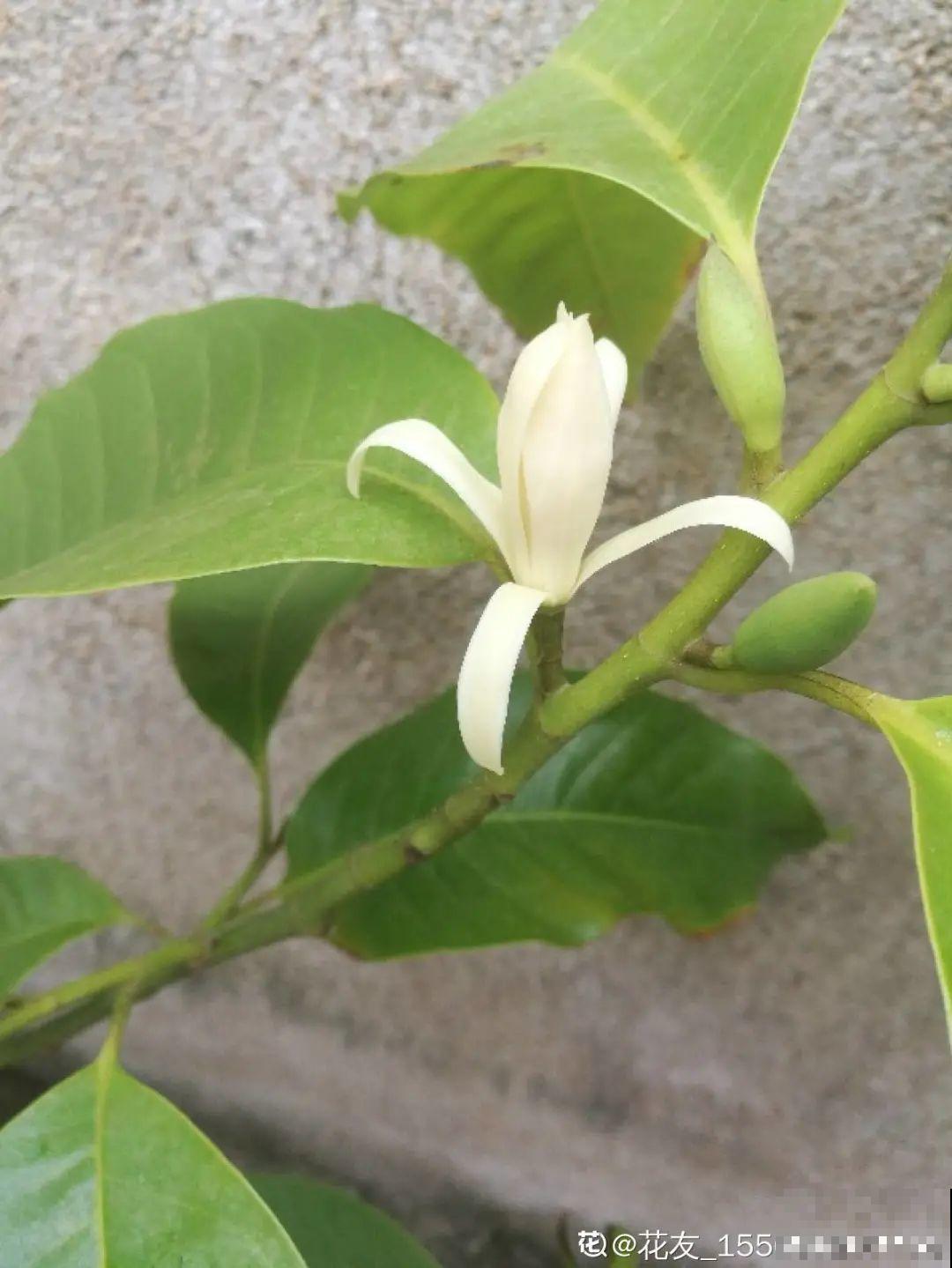 1棵白兰花， 满屋都是香味，真是活香水