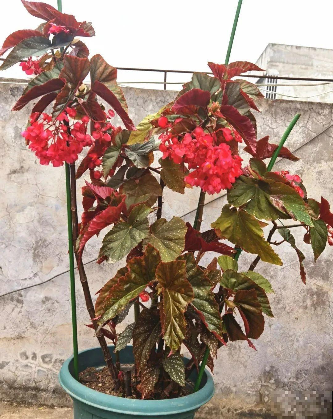 28种耐阴花，没光也能开爆盆，养在家里超有范儿