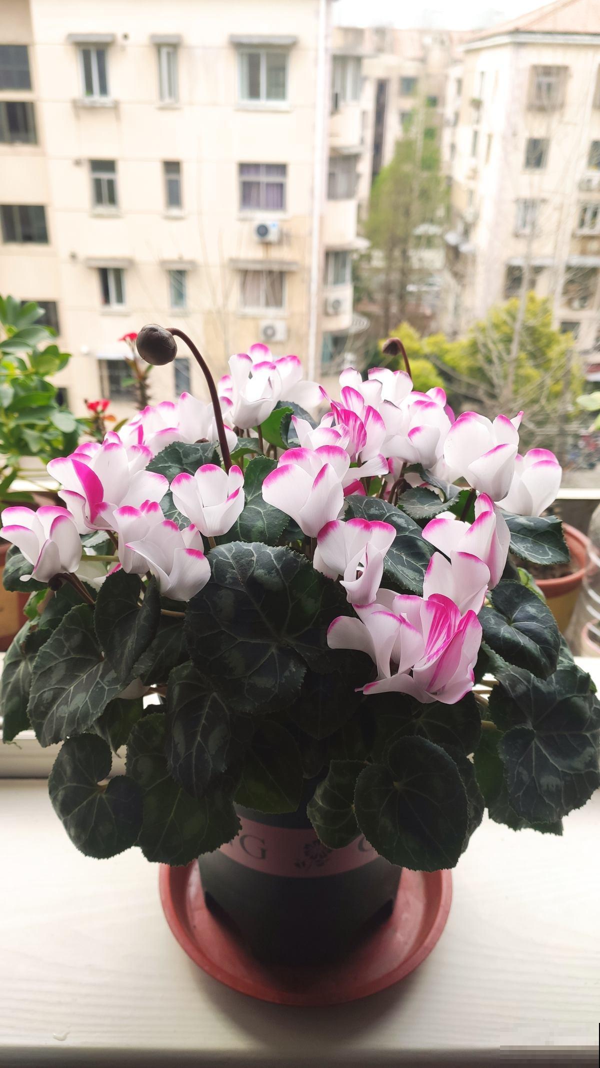 现在去花市买花,看到这3种,赶紧带回家,妥妥的捡漏 现在去花市买花,看到这3种,赶紧带回家,妥妥的捡漏