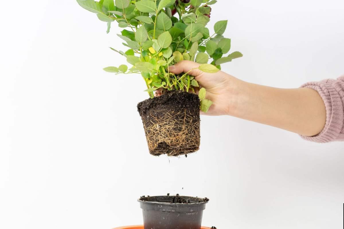 家里的花被养死了？先别扔，还能救活接着长！