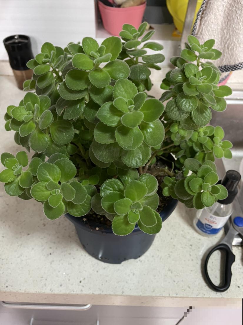 家里多肉徒长?教你几招来整治,多肉重新“萌萌哒”! 家里多肉徒长?教你几招来整治,多肉重新“萌萌哒”!