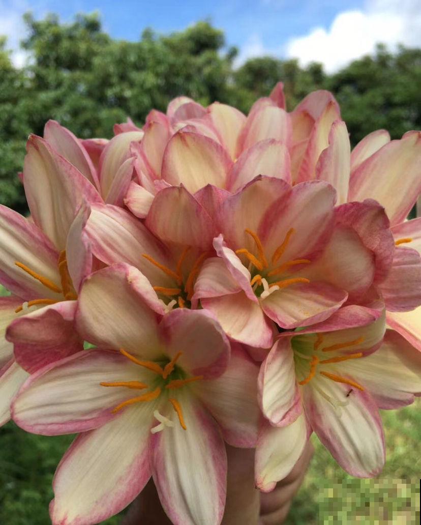 天生“性价比”超高的植物，价格便宜开花还多，适合新手