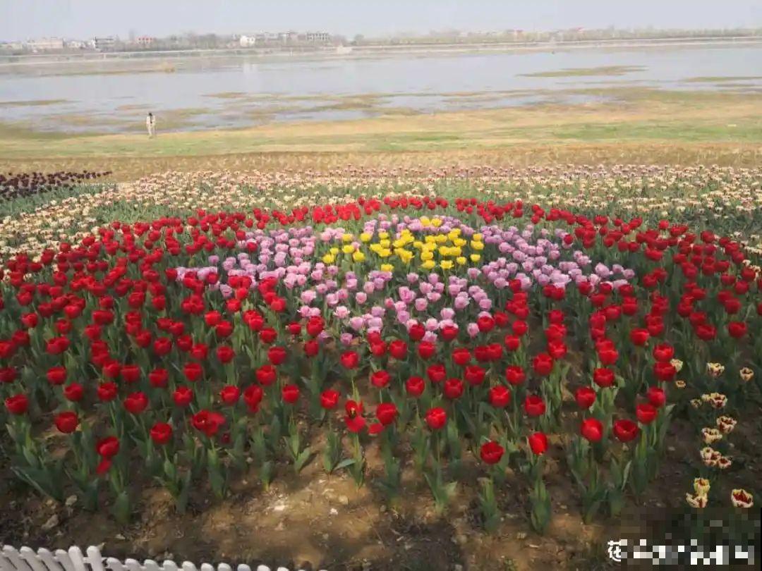 20种有毒花，看见绕道儿走，千万别乱摸