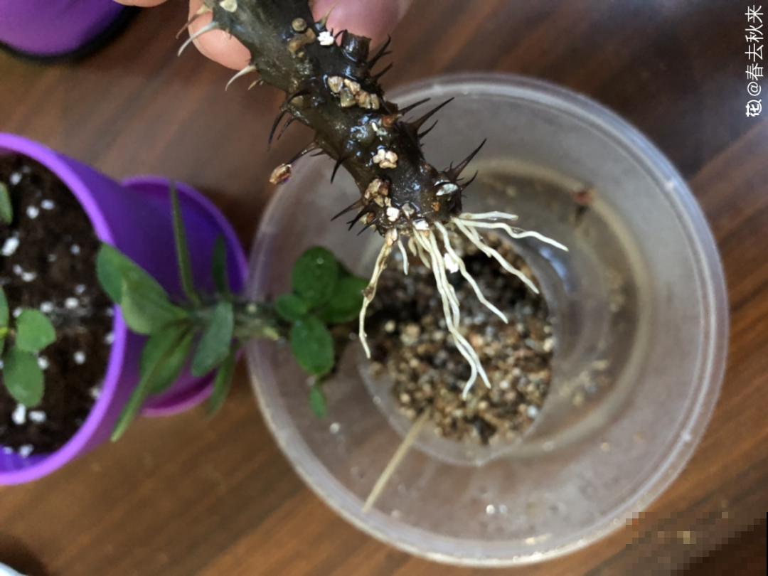 家里养棵“丑八怪”，霸气镇宅，越养越爱