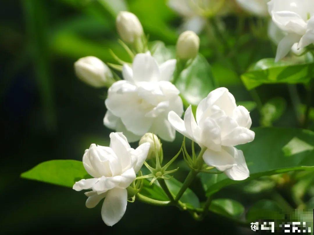 5月出门,收下这份百花图谱,啥花都能叫上名! 5月出门,收下这份百花图谱,啥花都能叫上名!