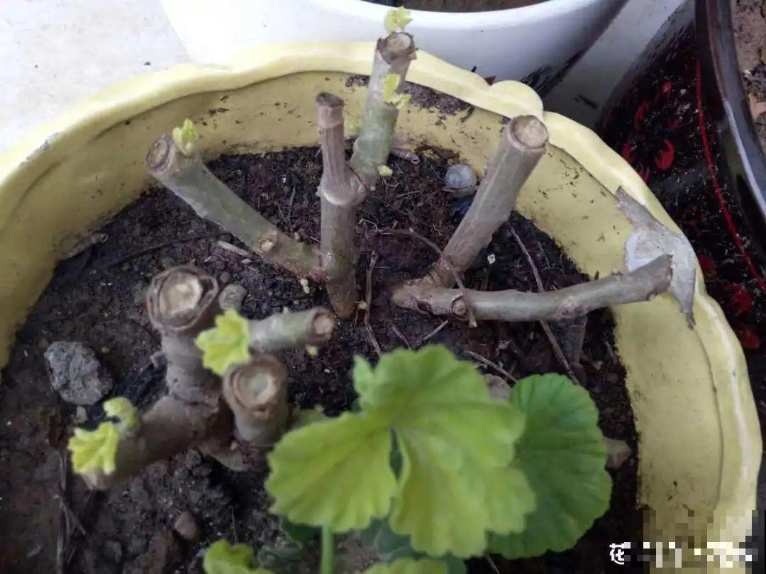 春天给花修剪,花才能呼呼开,俩月开爆盆 春天给花修剪,花才能呼呼开,俩月开爆盆