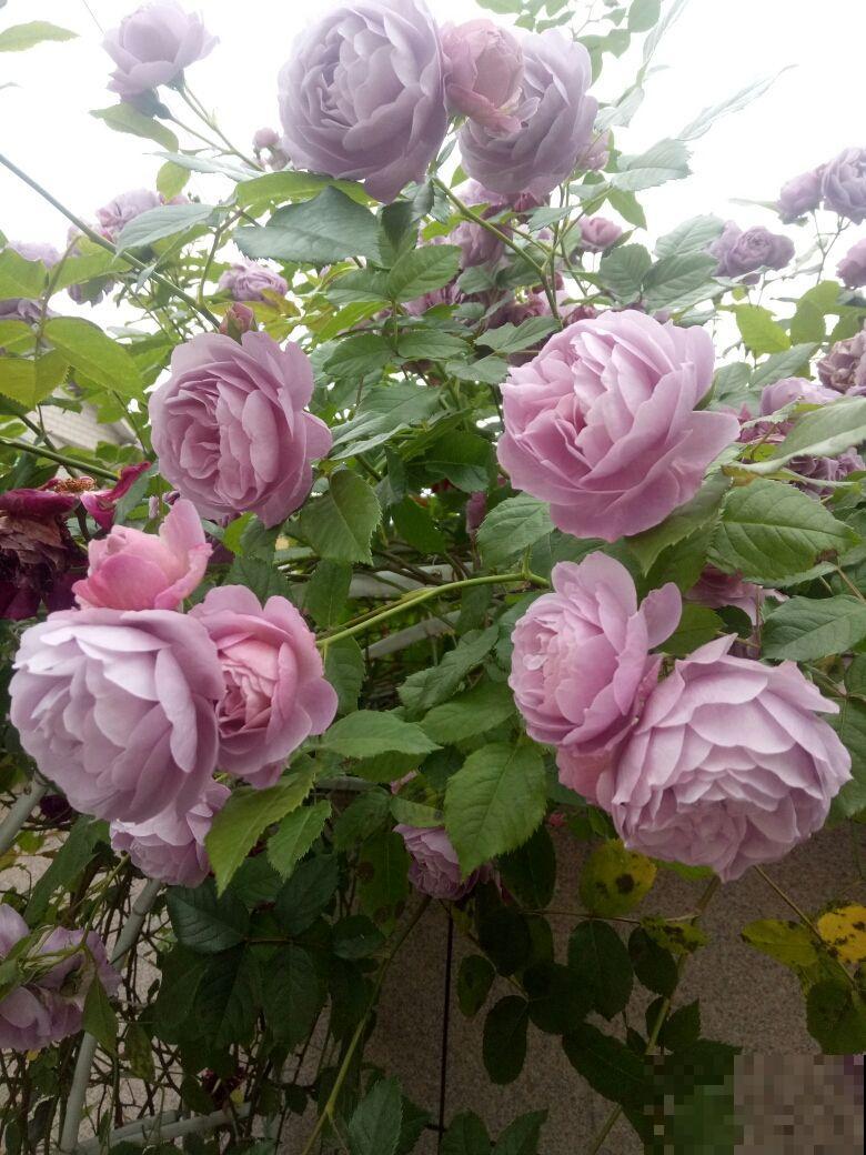 强阳性植物不能少了光,不然难开花,还特难活 强阳性植物不能少了光,不然难开花,还特难活