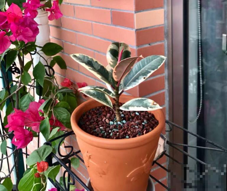 3种“老牌网红花”,经历了时间的沉淀,发现是真的好养 3种“老牌网红花”,经历了时间的沉淀,发现是真的好养