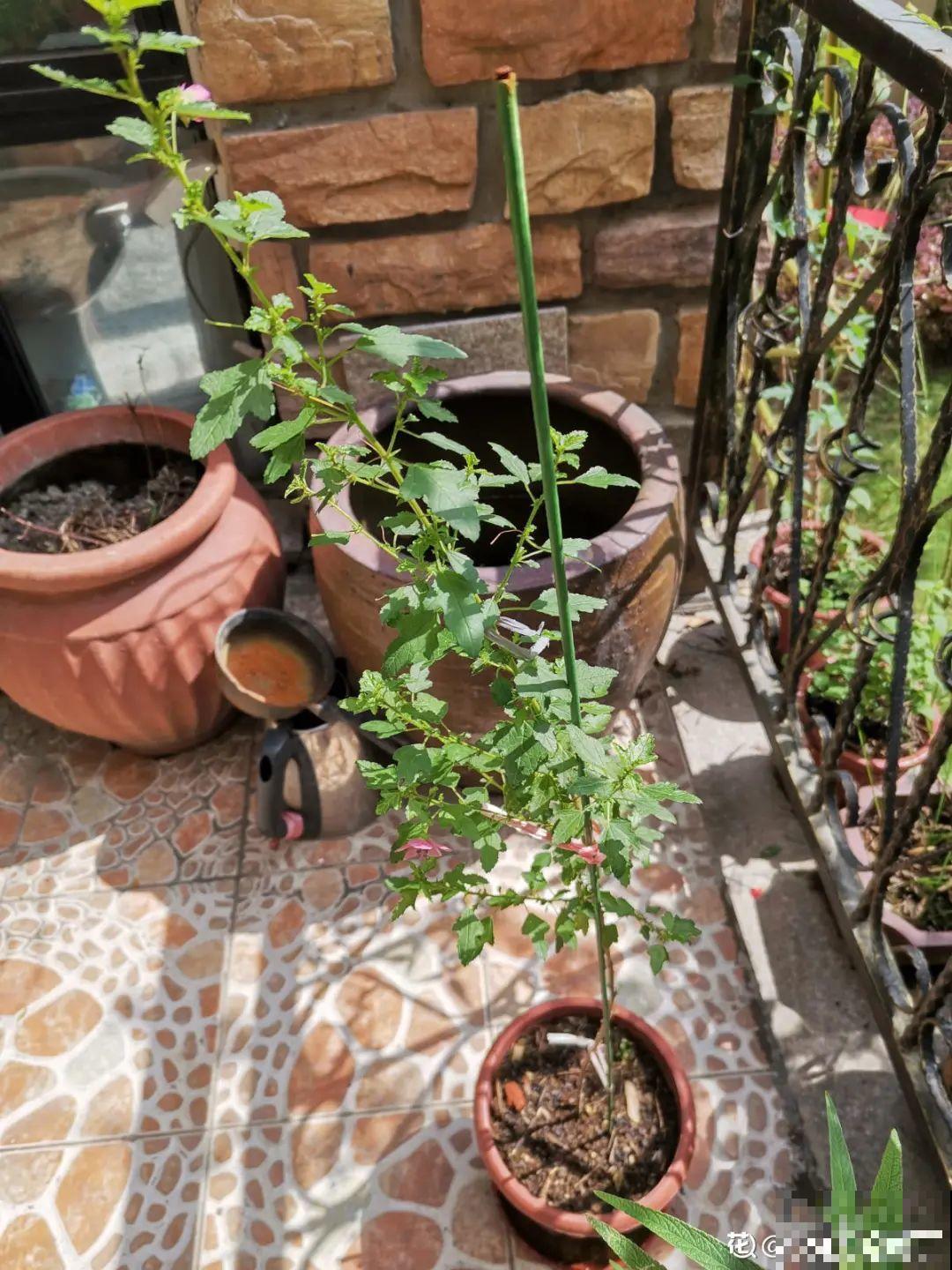 夏天扦插小木槿，半个月生根，养成棒棒糖开出花球