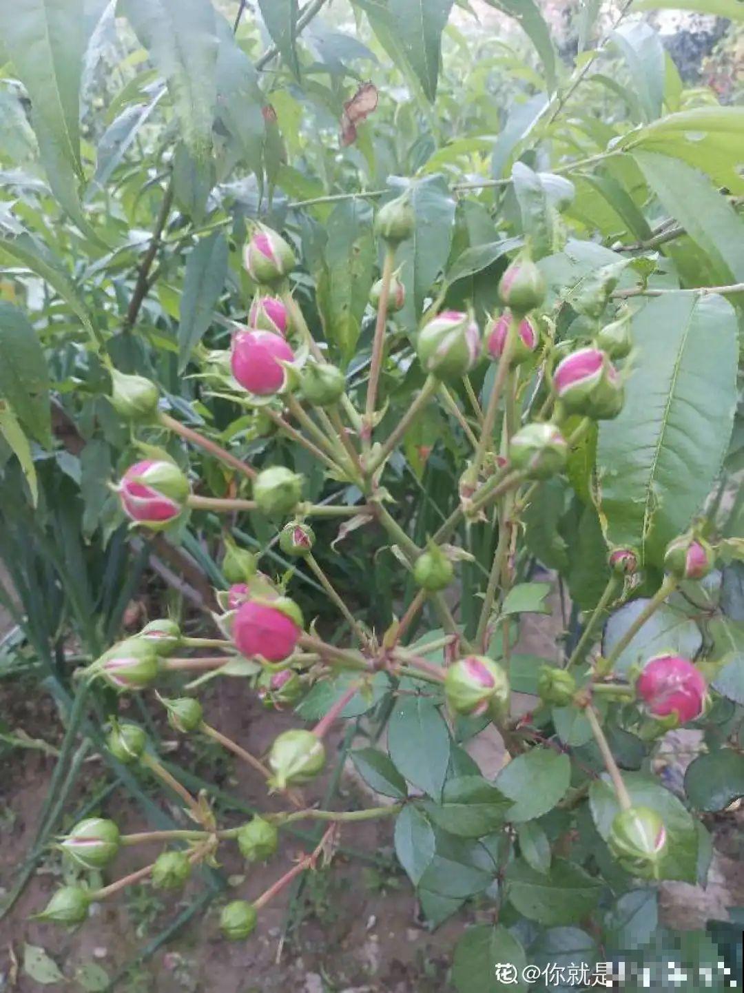 8种花开始慢慢睡醒了， 现在长得正旺，多浇水施肥， 开花更多！