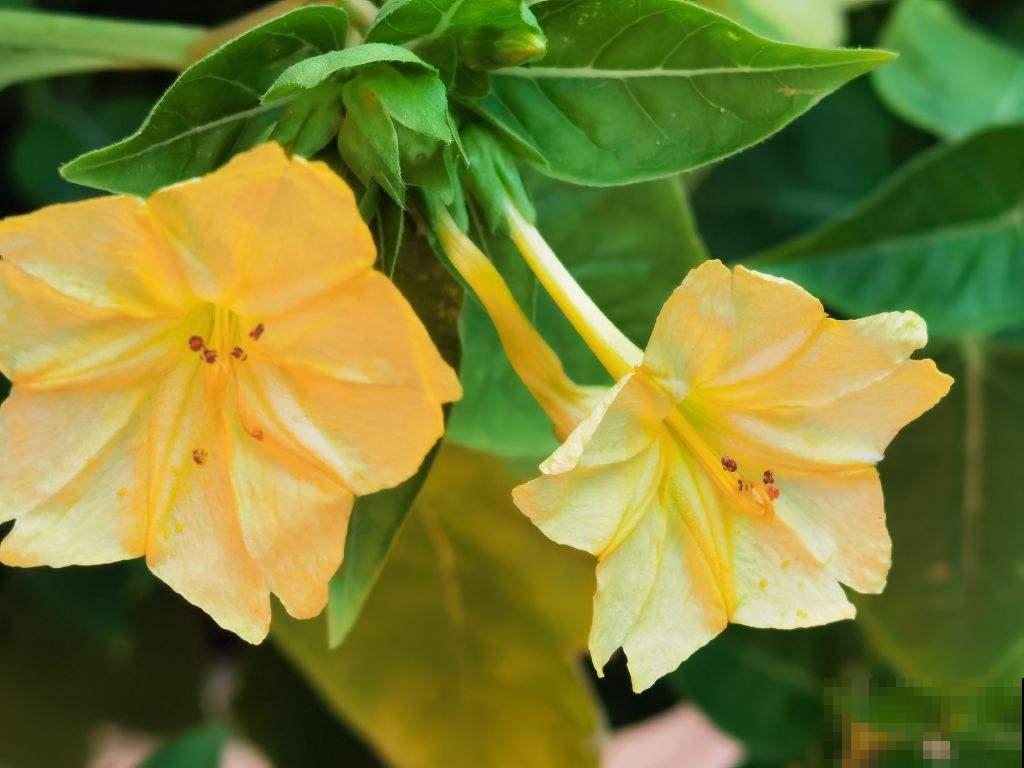 夏天养花不好养,那是你没见过这4种,一碰土就能活! 夏天养花不好养,那是你没见过这4种,一碰土就能活!