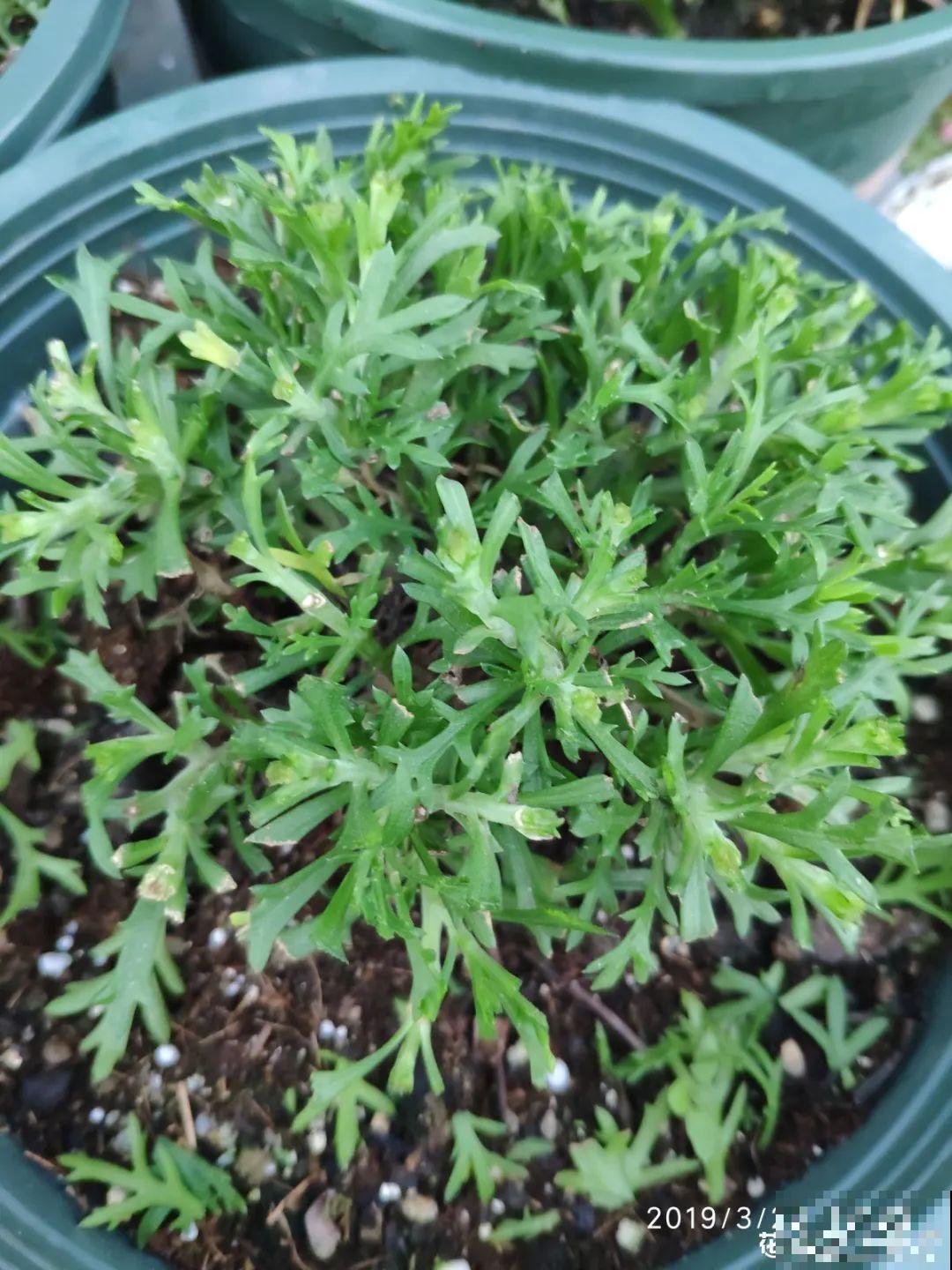 玛格丽特花期长，开花易爆盆，开成花球没问题