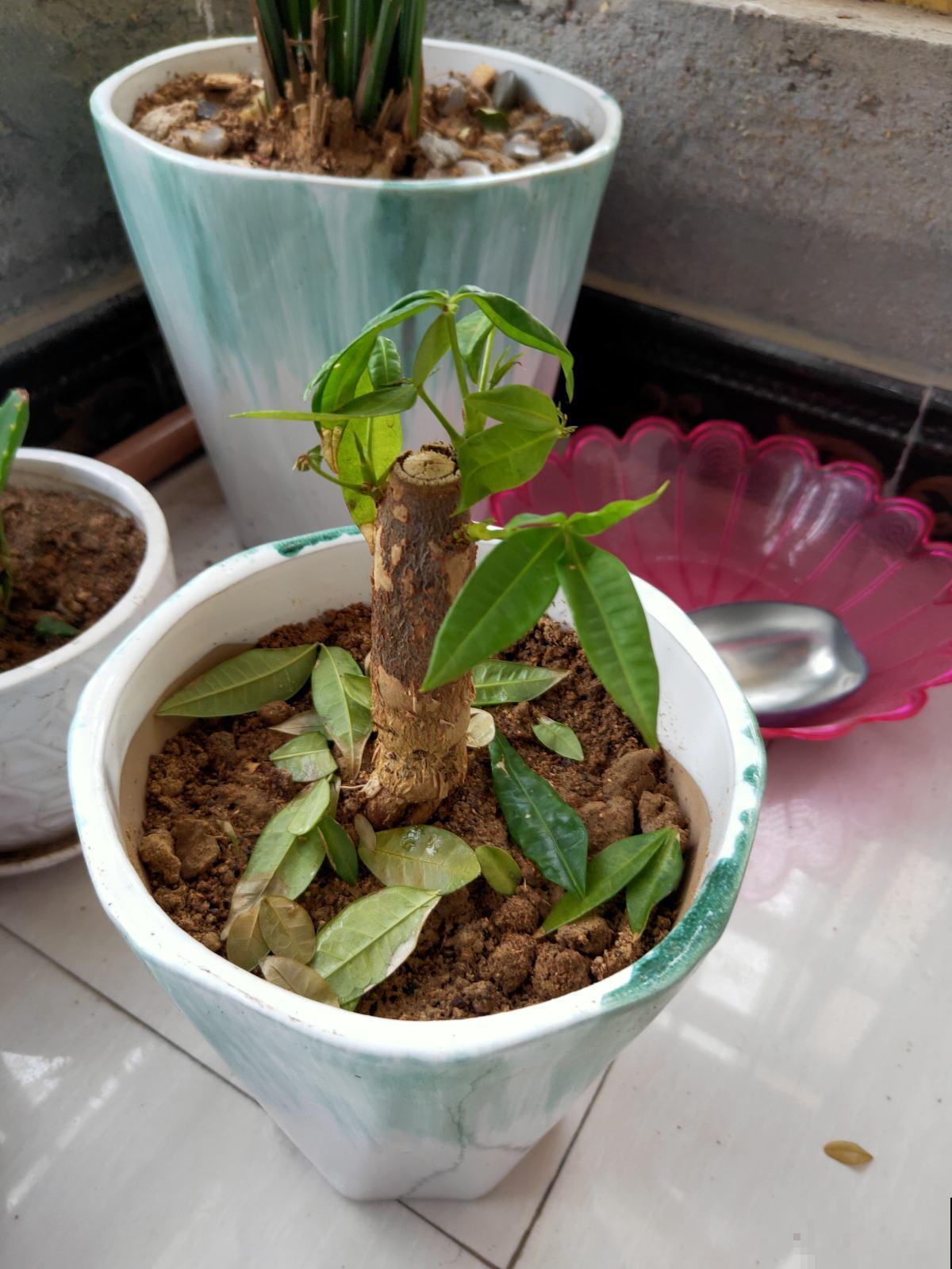 发财树总是掉叶子?那是你的方法出岔子了,现在教你怎么做! 发财树总是掉叶子?那是你的方法出岔子了,现在教你怎么做!