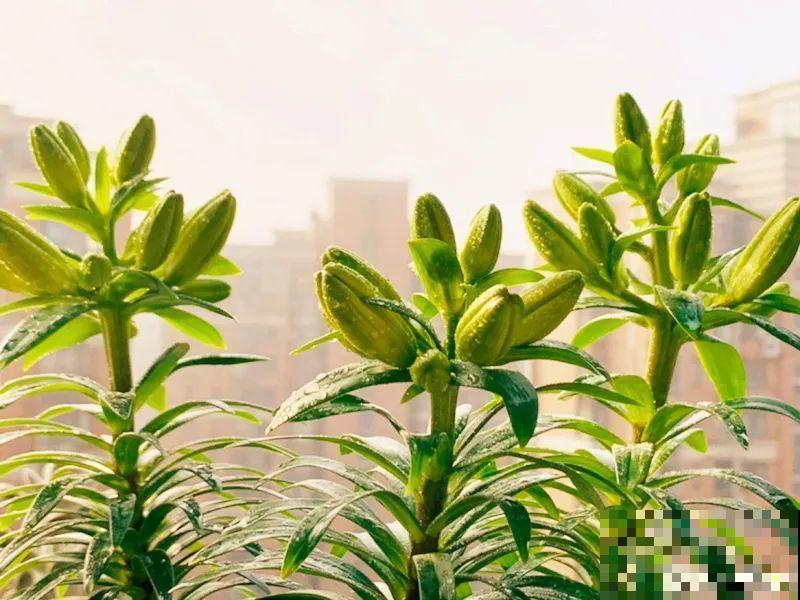 天热了，20种花最怕浇水，浇得越多，死得越快！