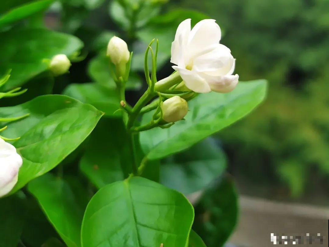 灵动仙气的垂丝茉莉,颜值超高,开花秀美多姿 灵动仙气的垂丝茉莉,颜值超高,开花秀美多姿