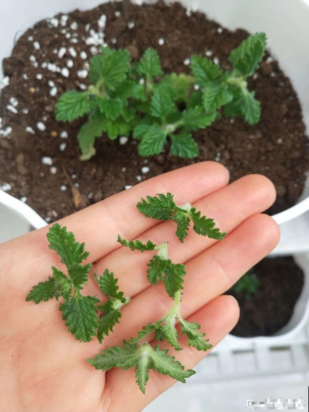 春天给花修剪,花才能呼呼开,俩月开爆盆 春天给花修剪,花才能呼呼开,俩月开爆盆