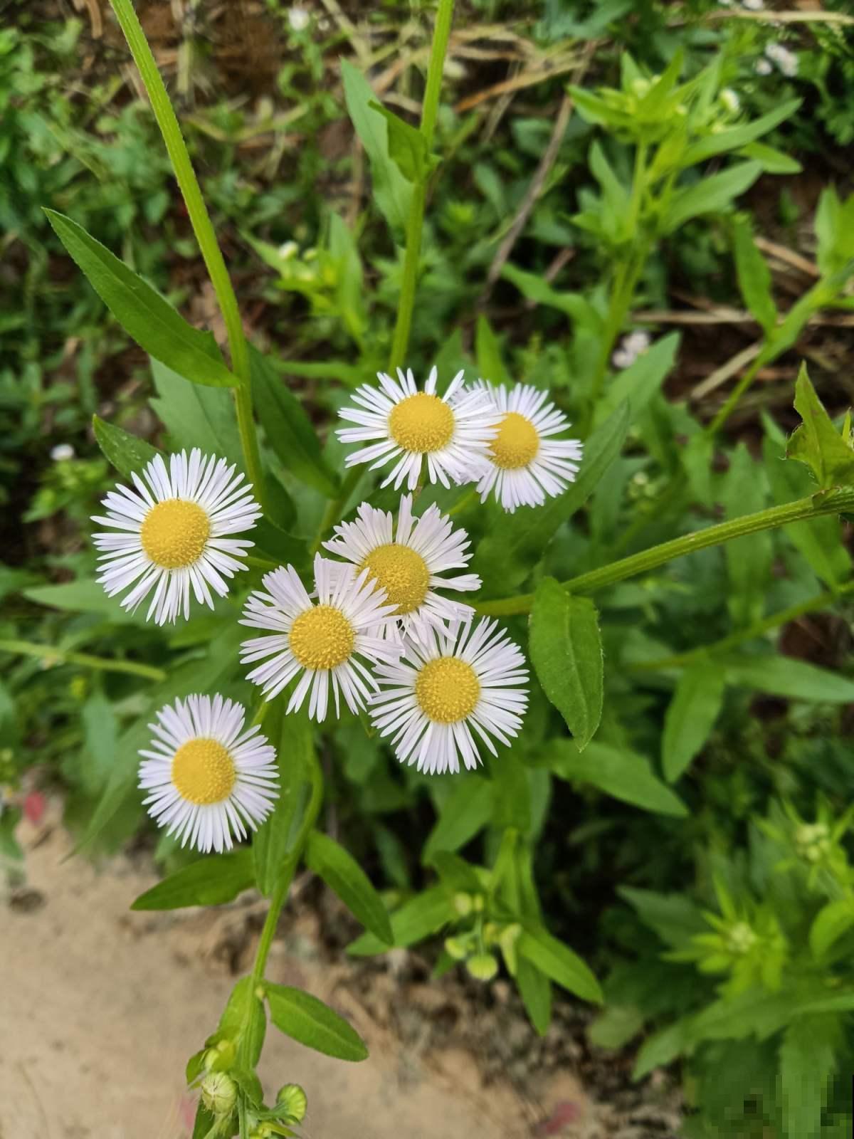 入侵植物太可怕，泛滥严重，家里见到就要拔干净