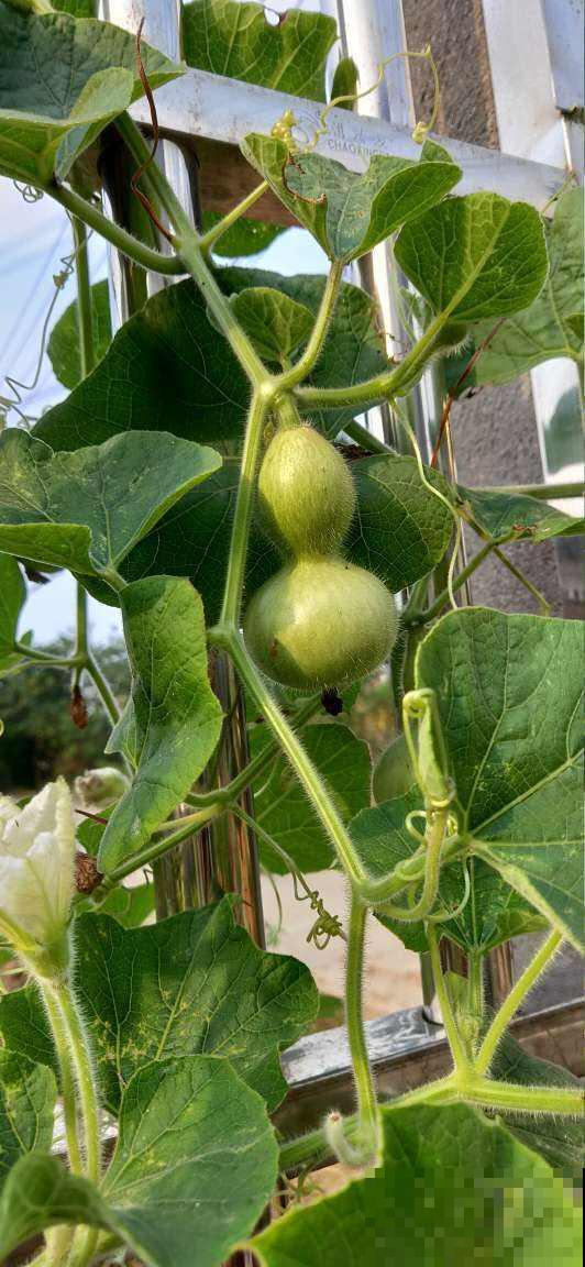 1种瓜真神奇，砍一刀很快就长出新的，边砍边吃真爽