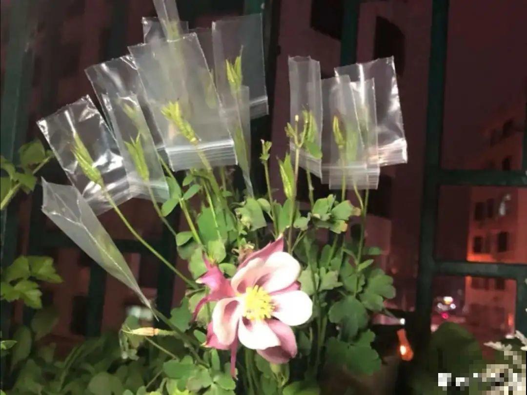 20种花不用买，开完花等20天，爆出好多种子！