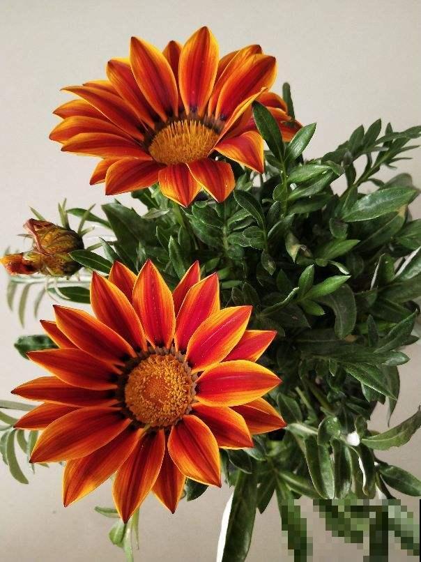 80种常见花卉，读过后，花名难不倒你