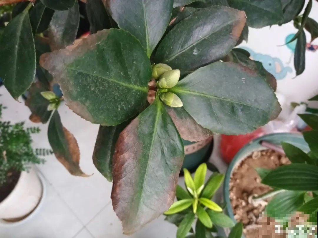 夏天怕晒的花,赶紧搬到阴凉地儿,再晒成枯杆了 夏天怕晒的花,赶紧搬到阴凉地儿,再晒成枯杆了