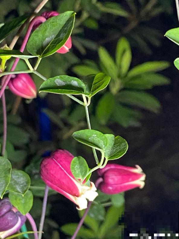 皮实好养的“铃铛铁”,铁线莲中的开花王,耐热皮实特别好养 皮实好养的“铃铛铁”,铁线莲中的开花王,耐热皮实特别好养