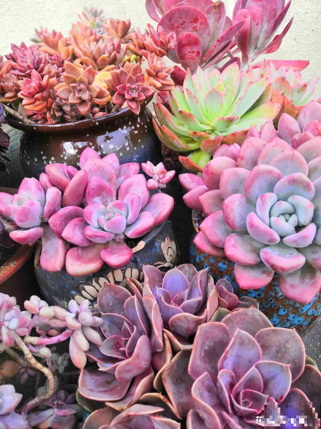 春天的多肉，长成一把大大扇子，看着就是爽