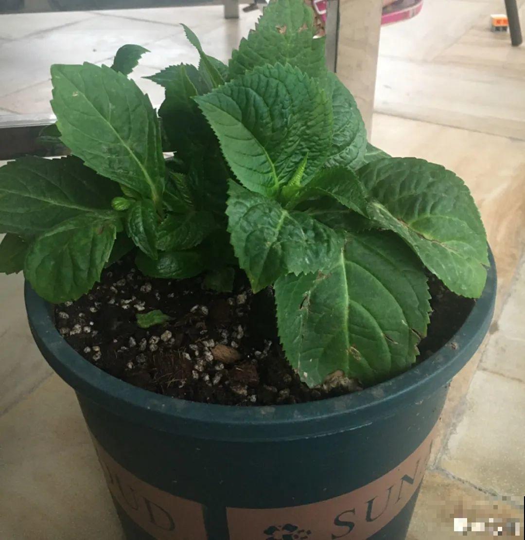 难度夏的8种花，赶紧扦插备份，再晚只剩盆了