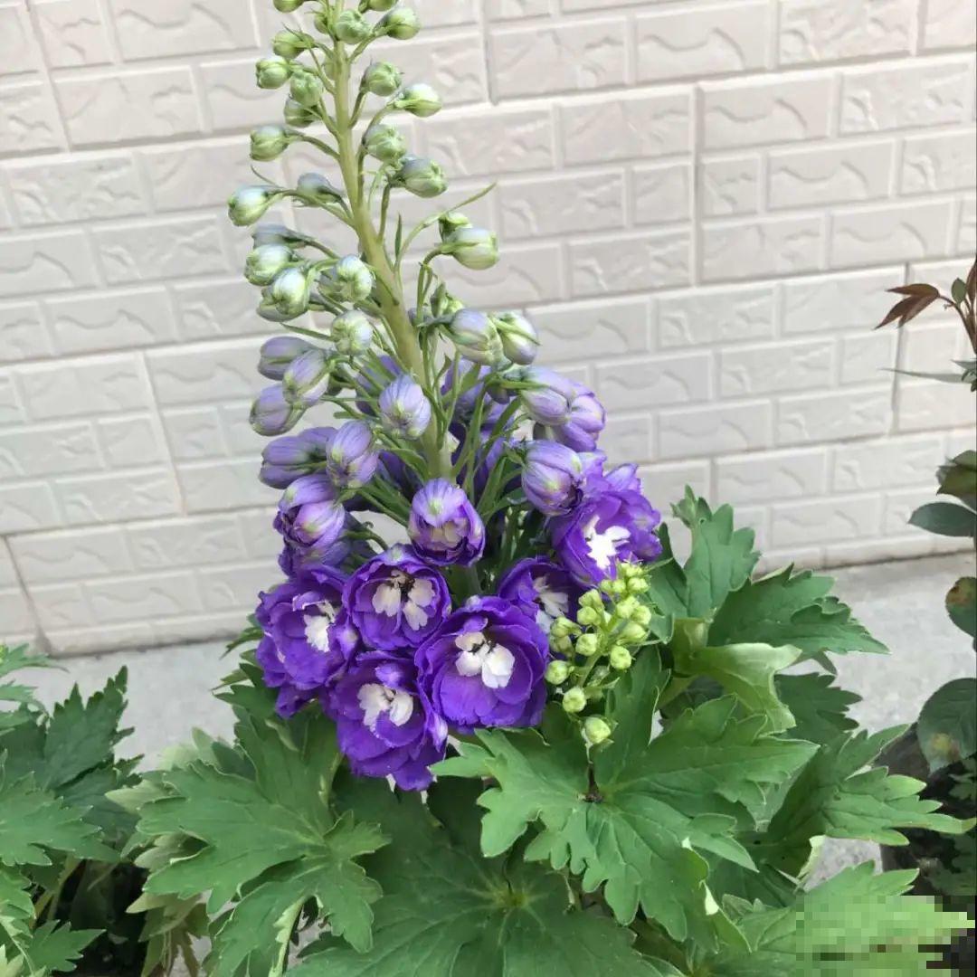 今年流行的小众植物，美而不俗，气质一绝