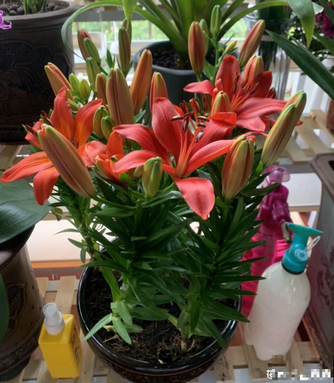 天热了，20种花最怕浇水，浇得越多，死得越快！