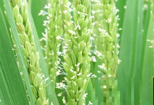 花期最短的花,只有5分钟,见过都是幸运! 花期最短的花,只有5分钟,见过都是幸运!