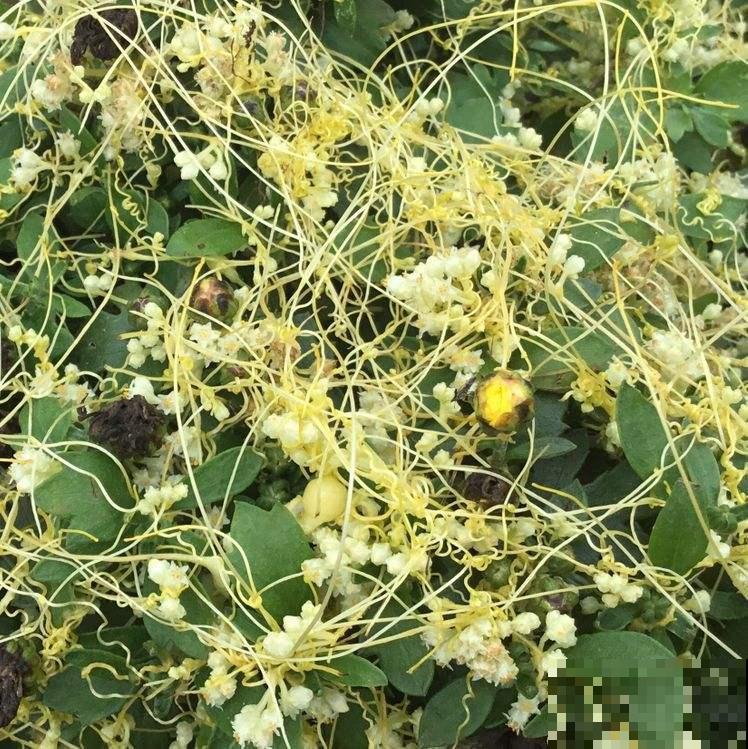 入侵植物太可怕，泛滥严重，家里见到就要拔干净