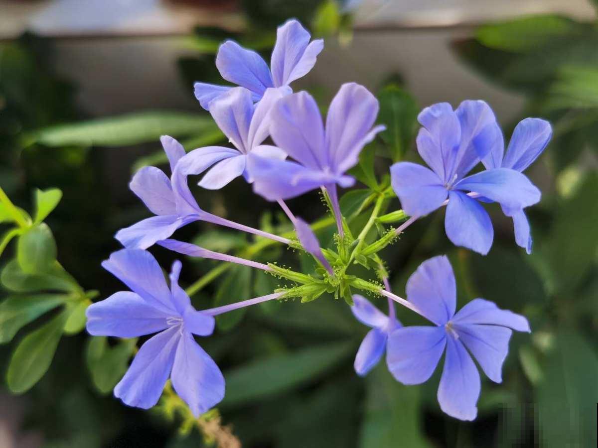 在家养花，一定要注意养花位置，5个地方不能养