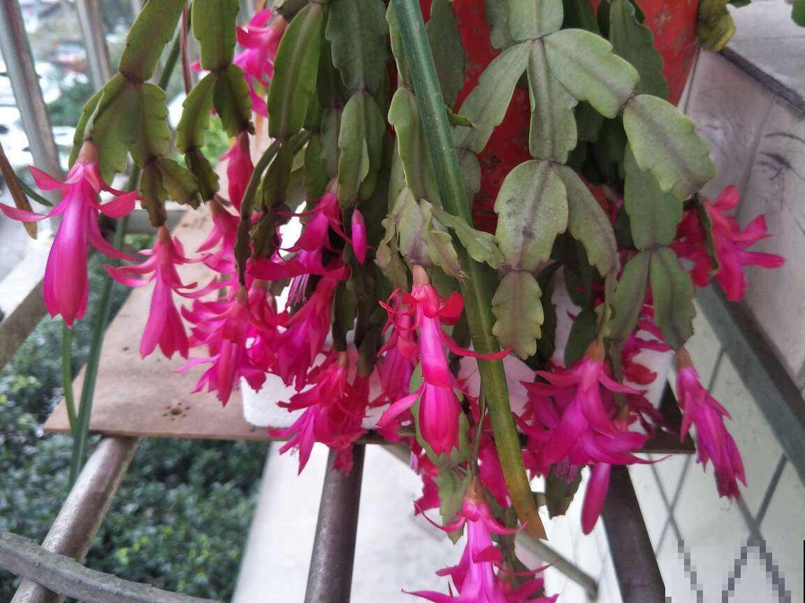 家庭常见花卉养护要点，看完你就都会了（下）