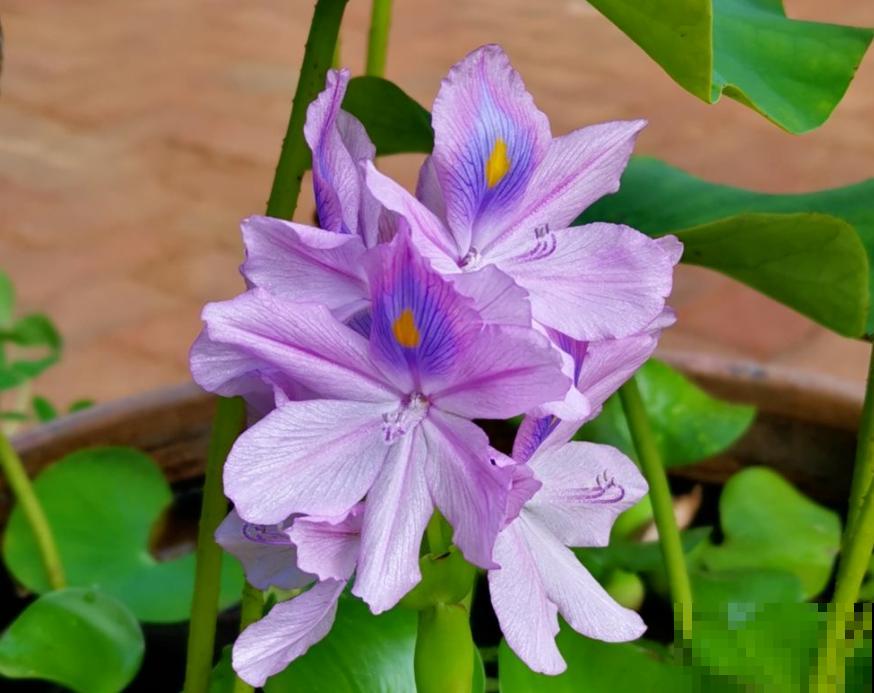 入侵植物太可怕，泛滥严重，家里见到就要拔干净