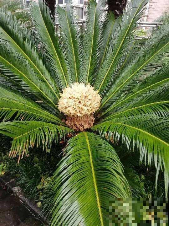 “丑八怪”镇宅花,样子威武霸气,养在家里特安心 “丑八怪”镇宅花,样子威武霸气,养在家里特安心