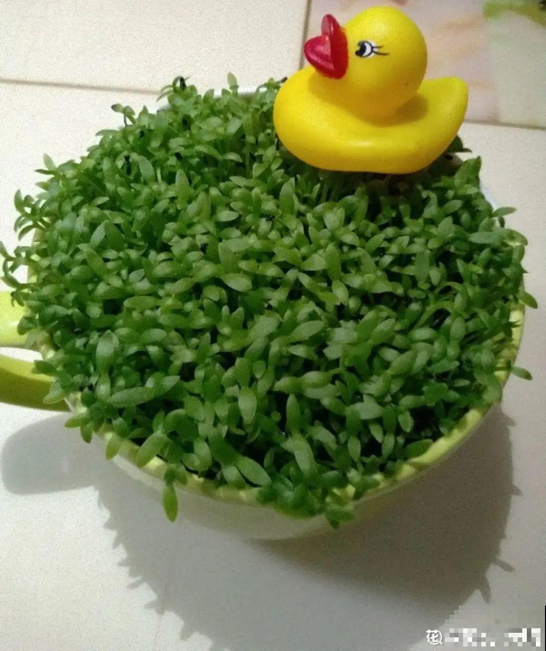 玉米棒子插水里，比绿植长得快，长成清新小盆栽