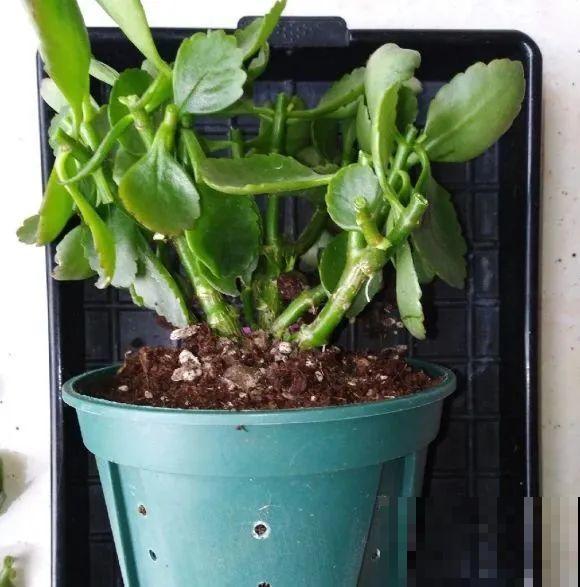 给花浇水掺点白醋，植物根比萝卜还粗，健壮不黄叶