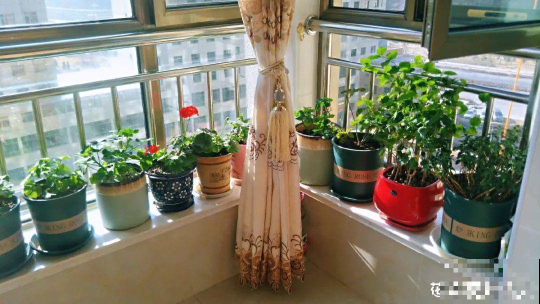 阳台虽小，种点花草，也能变成小花园