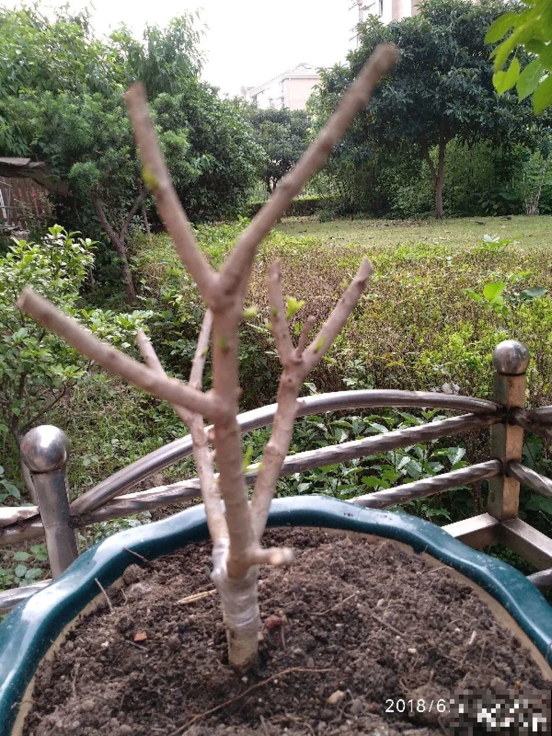 晒不死、热不死的花,越晒花越多,越热长越快 晒不死、热不死的花,越晒花越多,越热长越快