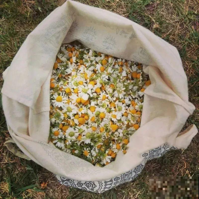 带有苹果香气的菊花，样子十分小清新，摘下来还能泡茶