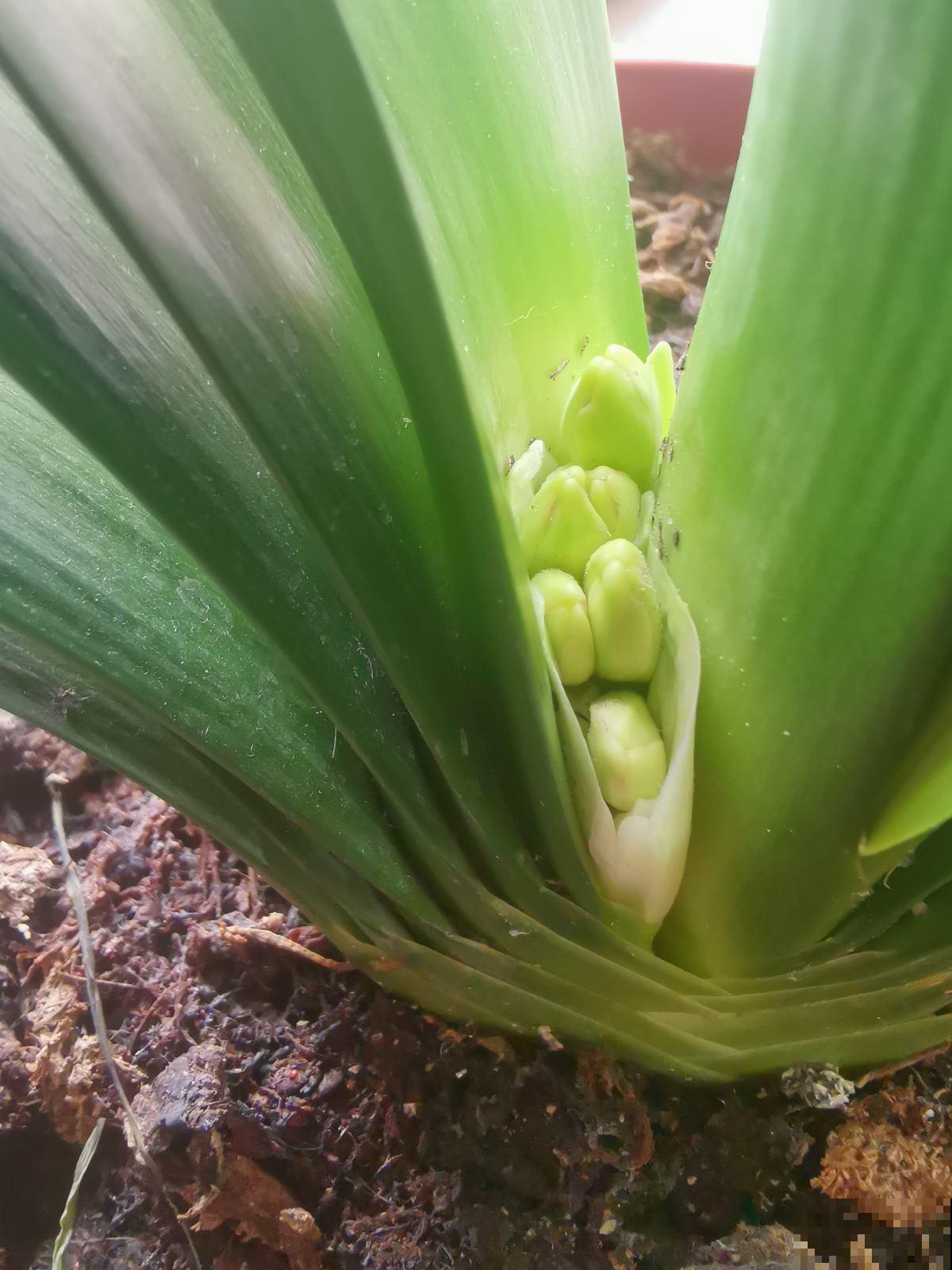 春天养护君子兰,不能将水滴进叶心,容易烂叶 春天养护君子兰,不能将水滴进叶心,容易烂叶