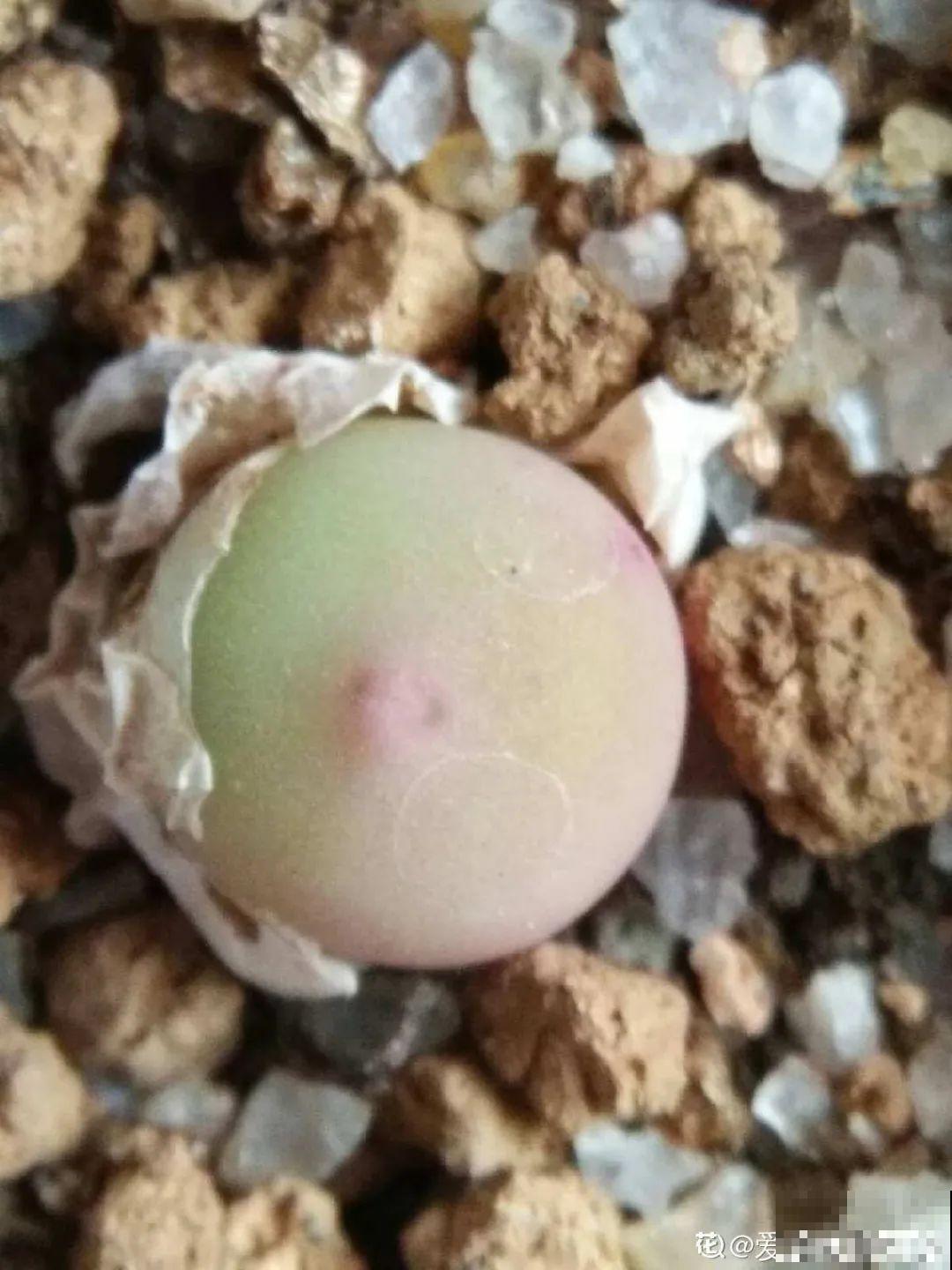 养多肉的人里，有一群“屁股花”爱好者，养的多肉超可爱