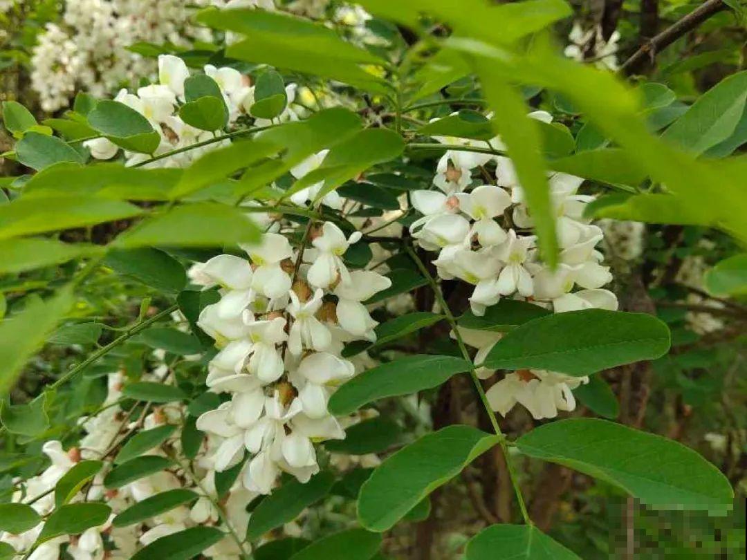 香飘飘的花,吃一口满嘴花香,再不吃就没了 香飘飘的花,吃一口满嘴花香,再不吃就没了