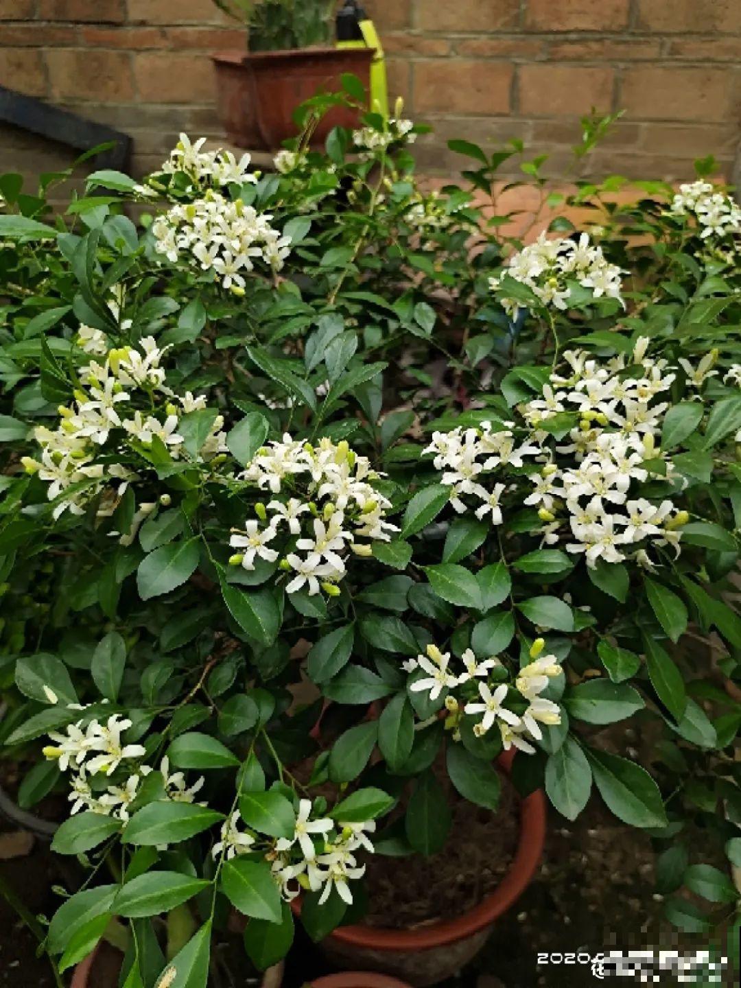 家里养盆香水花,满屋子飘香,还能净化空气 家里养盆香水花,满屋子飘香,还能净化空气