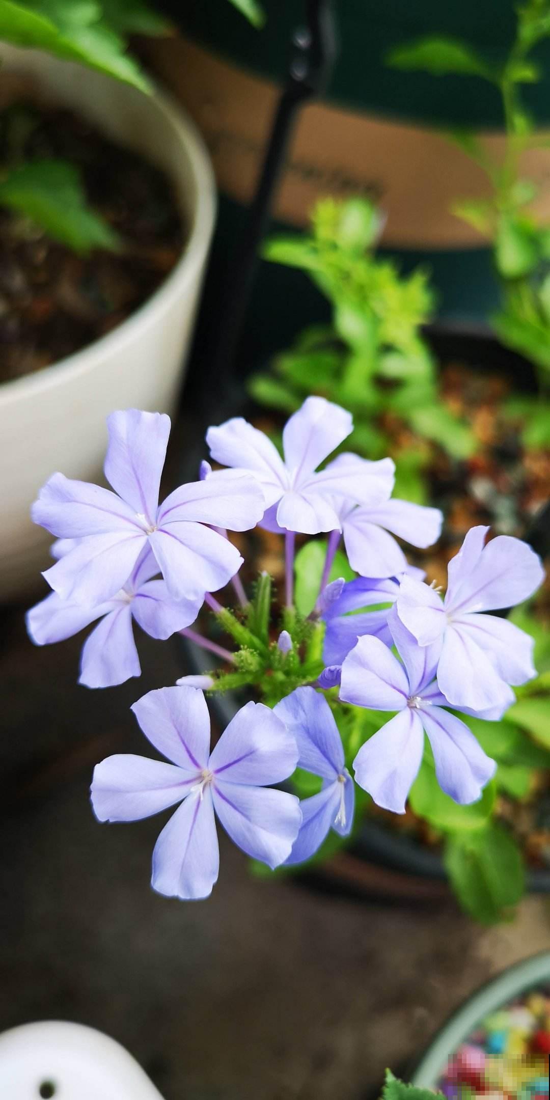 家里养的2种花,一年四季不招虫,干净好养开花多 家里养的2种花,一年四季不招虫,干净好养开花多