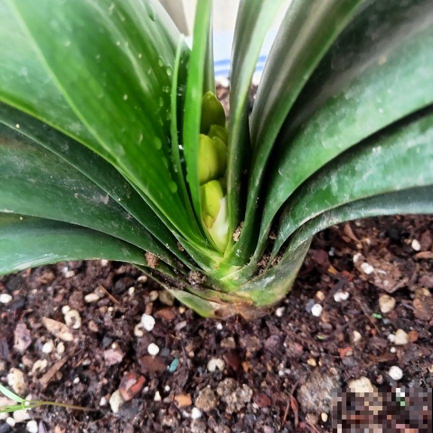 春天养护君子兰,不能将水滴进叶心,容易烂叶 春天养护君子兰,不能将水滴进叶心,容易烂叶