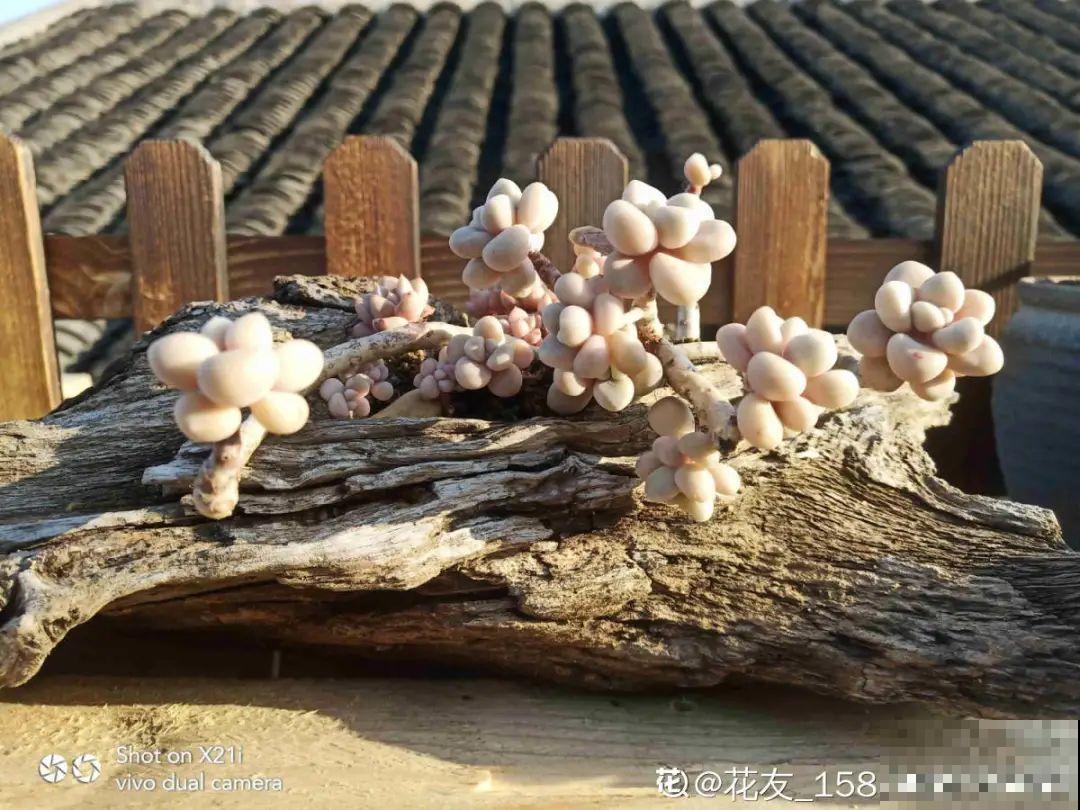 给多肉选花盆,才是最大的乐趣,不信你试试 给多肉选花盆,才是最大的乐趣,不信你试试